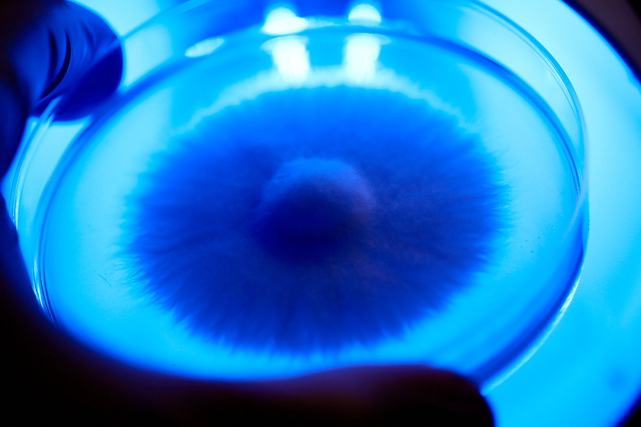 Cultivo microbiológico observado en una placa de laboratorio